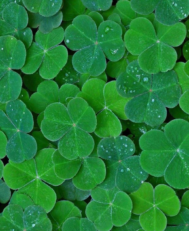 香水、身体炸划算还有节日限定香薰、香包PG麻将胡了试玩平台香香好物丨欧珑正装(图44)